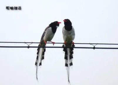 低声细语。是什么意思？