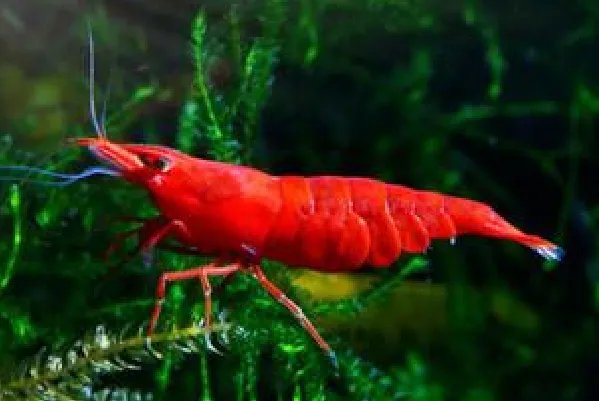 虾类依靠什么呼吸?