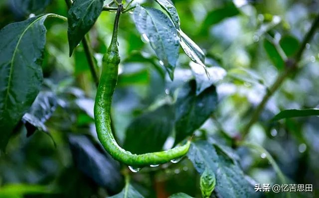 辣椒树能活几年?