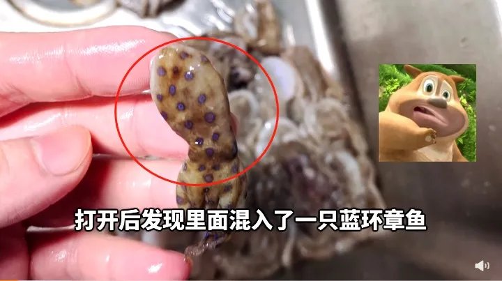 含有剧毒的蓝环章鱼 正在悄悄混入市场