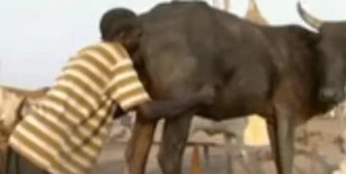 男子对牛屁股吹气 下秒奇迹发生了(图)