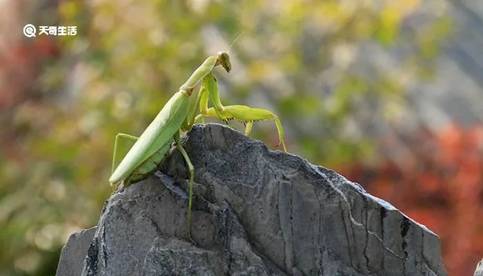 螳螂是益虫还是害虫