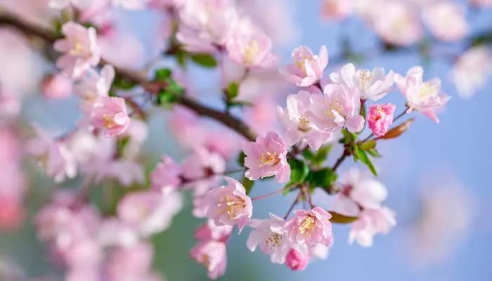 海棠花的种类有哪些 海棠花的品种有哪些