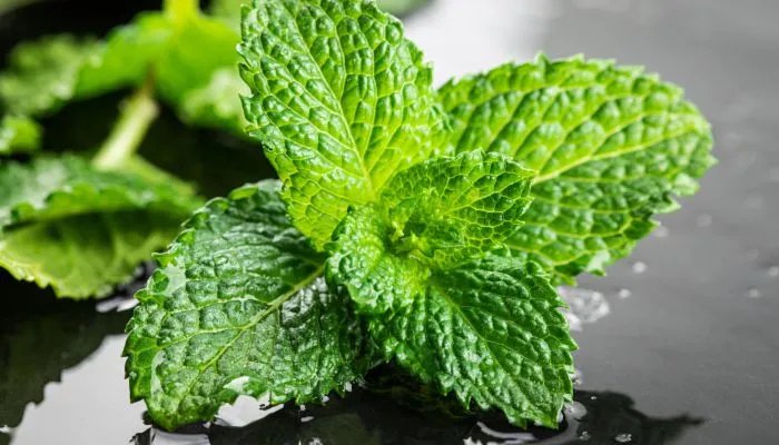 2023年几号暑伏头伏第一天