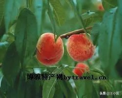 青岛特产礼品有哪些呢?