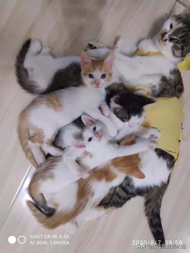 有哪些猫咪领养的网站或App可以推荐？