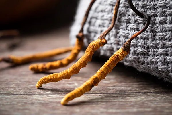 冬虫夏草有什么功效 冬虫夏草的功效与作用