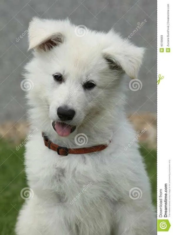 白色瑞士牧羊犬的详情介绍